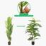 شجرة مونستيرا - 150 سم-InfluencerCodes_Ramadan26_All_20012026-image-4