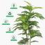 شجرة مونستيرا - 150 سم-InfluencerCodes_Ramadan26_All_20012026-image-3