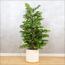 نبتة مونستيرا - 150 سم-InfluencerCodes_Ramadan26_All_20012026-image-5