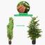 نبتة مونستيرا - 150 سم-InfluencerCodes_Ramadan26_All_20012026-image-4