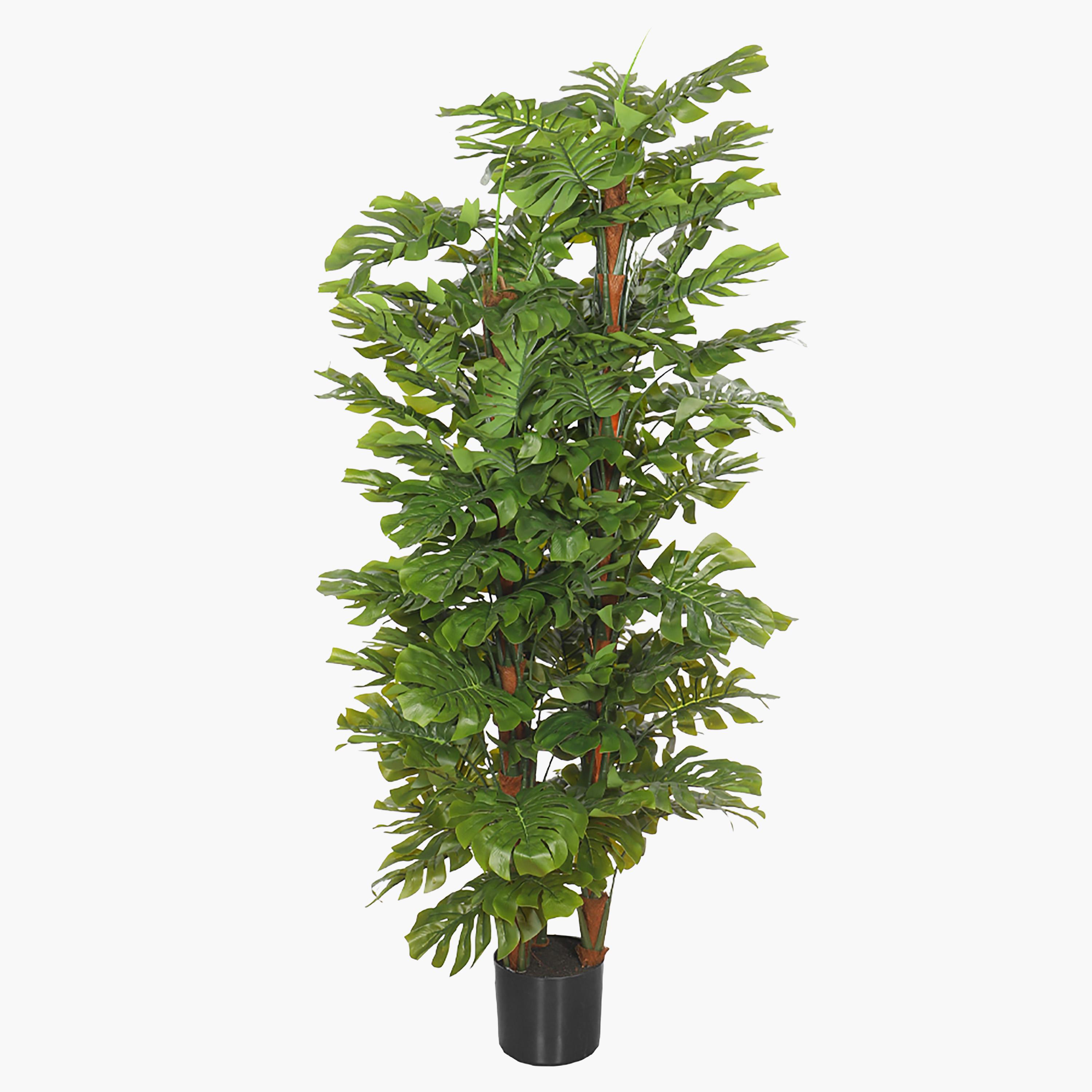 Monstera Tree - 150 cm
