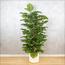 شجرة مونستيرا - 150 سم-InfluencerCodes_Ramadan26_All_20012026-image-5