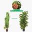 شجرة مونستيرا - 150 سم-InfluencerCodes_Ramadan26_All_20012026-image-4