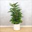 شجرة تين - 120 سم-InfluencerCodes_Ramadan26_All_20012026-image-5