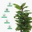 شجرة تين - 120 سم-InfluencerCodes_Ramadan26_All_20012026-image-2