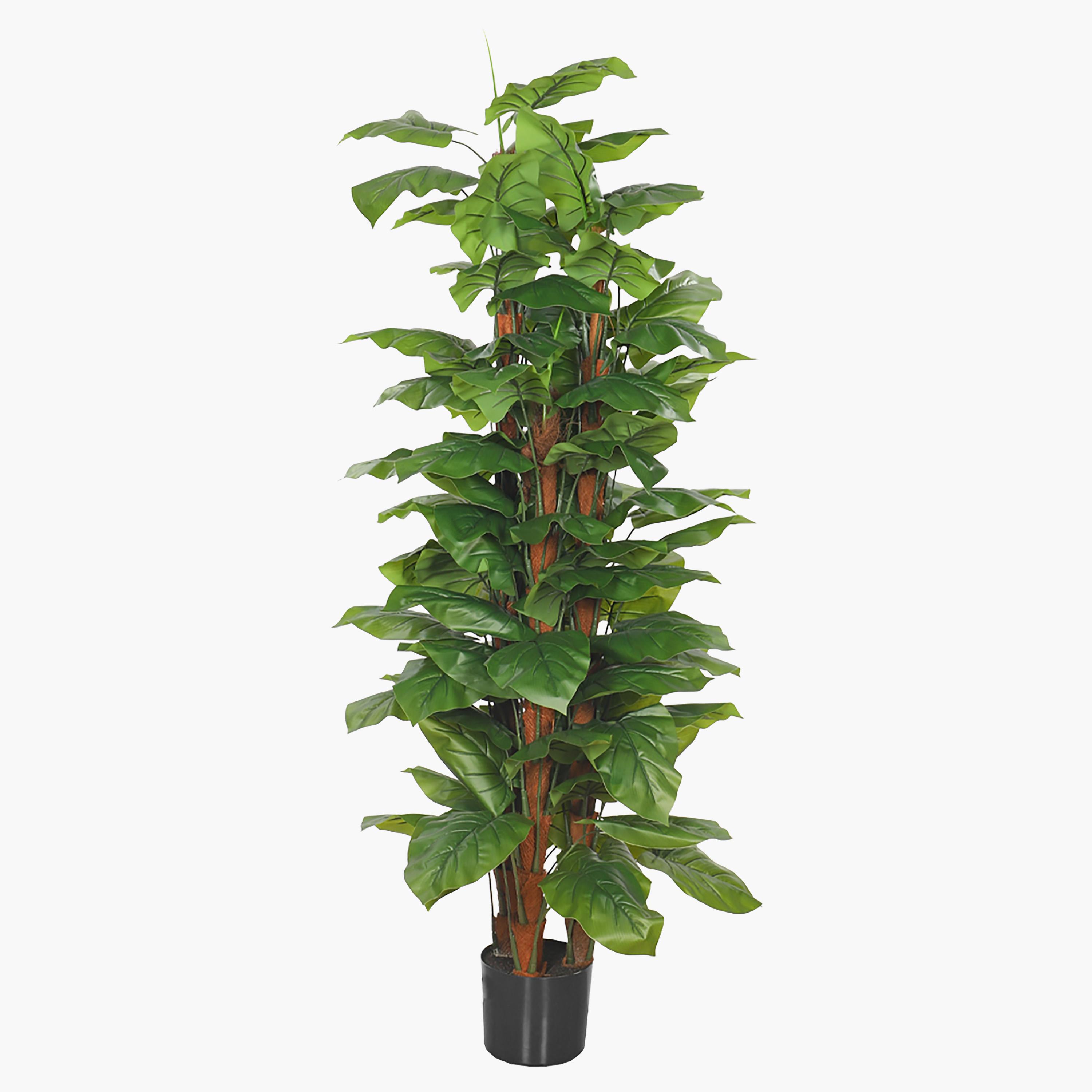 Fiddle Leaf Plant with Pot - 150 cm
