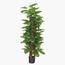 نبتة فيدل ليف بإناء - 150 سم-InfluencerCodes_Ramadan26_All_20012026-image-6