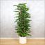 نبتة فيدل ليف بإناء - 150 سم-InfluencerCodes_Ramadan26_All_20012026-image-5