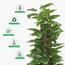 نبتة فيدل ليف بإناء - 150 سم-InfluencerCodes_Ramadan26_All_20012026-image-2