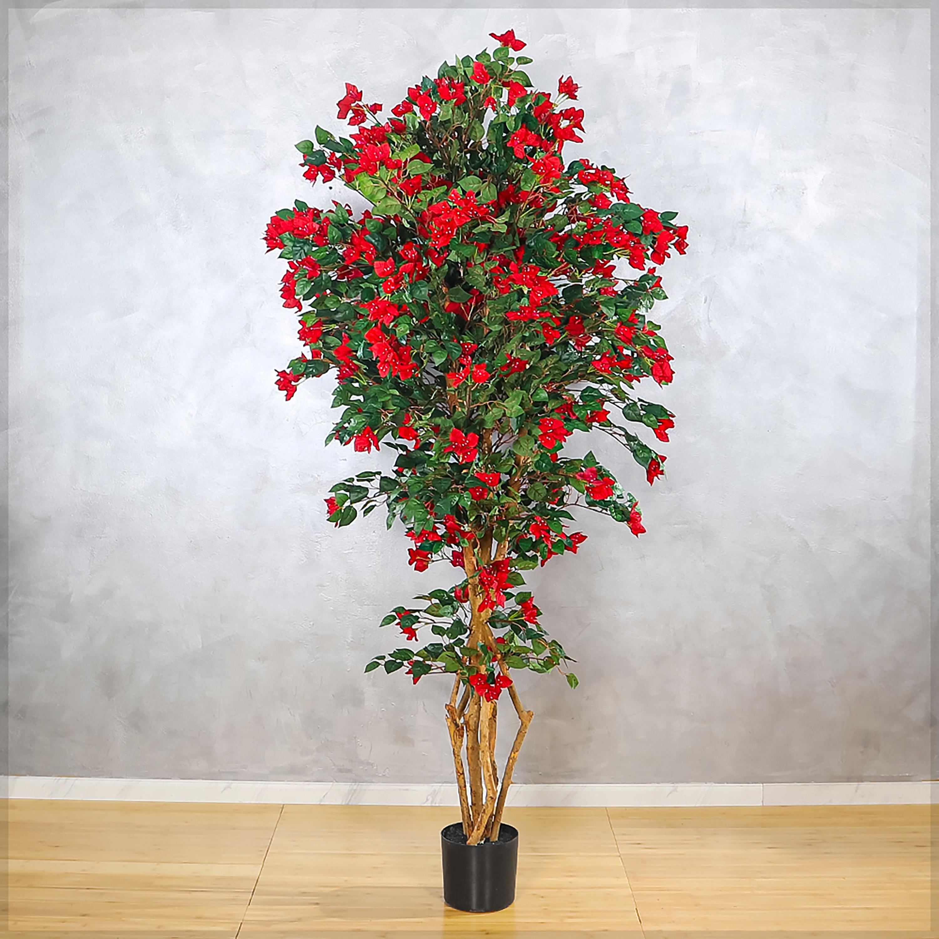 Bougainvillaea Plant in Pot - 210 cm