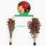 Bougainvillaea Plant in Pot - 210 cm-InfluencerCodes_Ramadan26_All_20012026-image-4