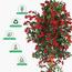 Bougainvillaea Plant in Pot - 210 cm-InfluencerCodes_Ramadan26_All_20012026-image-5