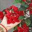 Bougainvillaea Plant in Pot - 210 cm-InfluencerCodes_Ramadan26_All_20012026-image-7