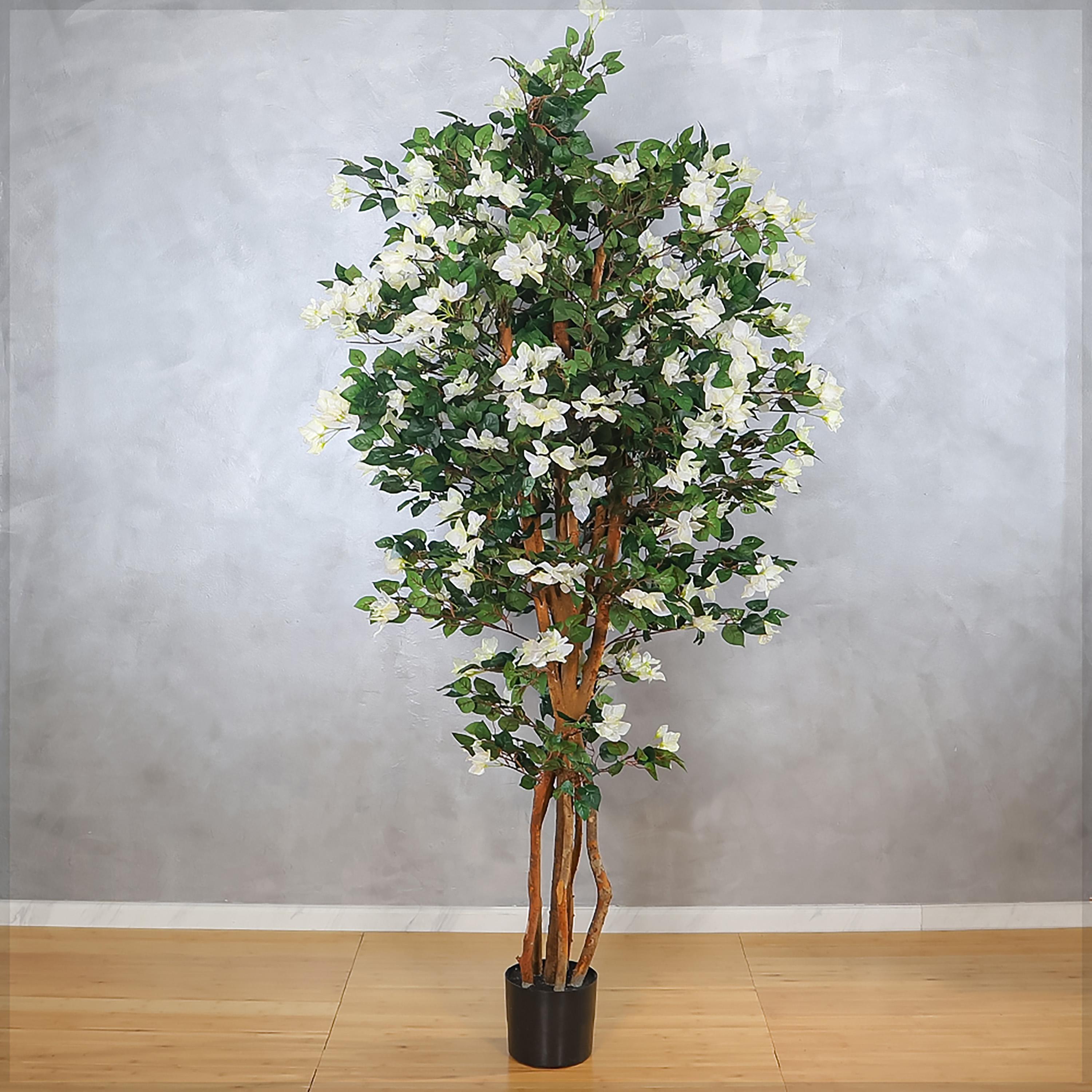 Bougainvillea Plant in Pot - 210 cm