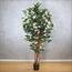 Bougainvillea Plant in Pot - 210 cm-InfluencerCodes_Ramadan26_All_20012026-image-1
