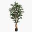 Bougainvillea Plant in Pot - 210 cm-InfluencerCodes_Ramadan26_All_20012026-image-2