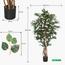 Bougainvillea Plant in Pot - 210 cm-InfluencerCodes_Ramadan26_All_20012026-image-3