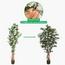 Bougainvillea Plant in Pot - 210 cm-InfluencerCodes_Ramadan26_All_20012026-image-4