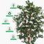 Bougainvillea Plant in Pot - 210 cm-InfluencerCodes_Ramadan26_All_20012026-image-5