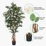 Bougainvillea Plant in Pot - 210 cm-InfluencerCodes_Ramadan26_All_20012026-image-6