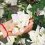 Bougainvillea Plant in Pot - 210 cm-InfluencerCodes_Ramadan26_All_20012026-image-7