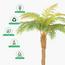 Fern Palm Tree - 160 cm-InfluencerCodes_Ramadan26_All_20012026-image-4