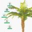 نخلة السرخس - 160 سم-InfluencerCodes_Ramadan26_All_20012026-image-3