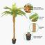 نخلة السرخس - 160 سم-InfluencerCodes_Ramadan26_All_20012026-image-2