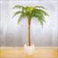 نخلة السرخس - 160 سم-InfluencerCodes_Ramadan26_All_20012026-image-1