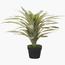 Dracaena Plant in Pot - 145 cm-InfluencerCodes_Ramadan26_All_20012026-image-1