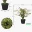 Dracaena Plant in Pot - 145 cm-InfluencerCodes_Ramadan26_All_20012026-image-3