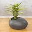 Dracaena Plant in Pot - 145 cm-InfluencerCodes_Ramadan26_All_20012026-image-2