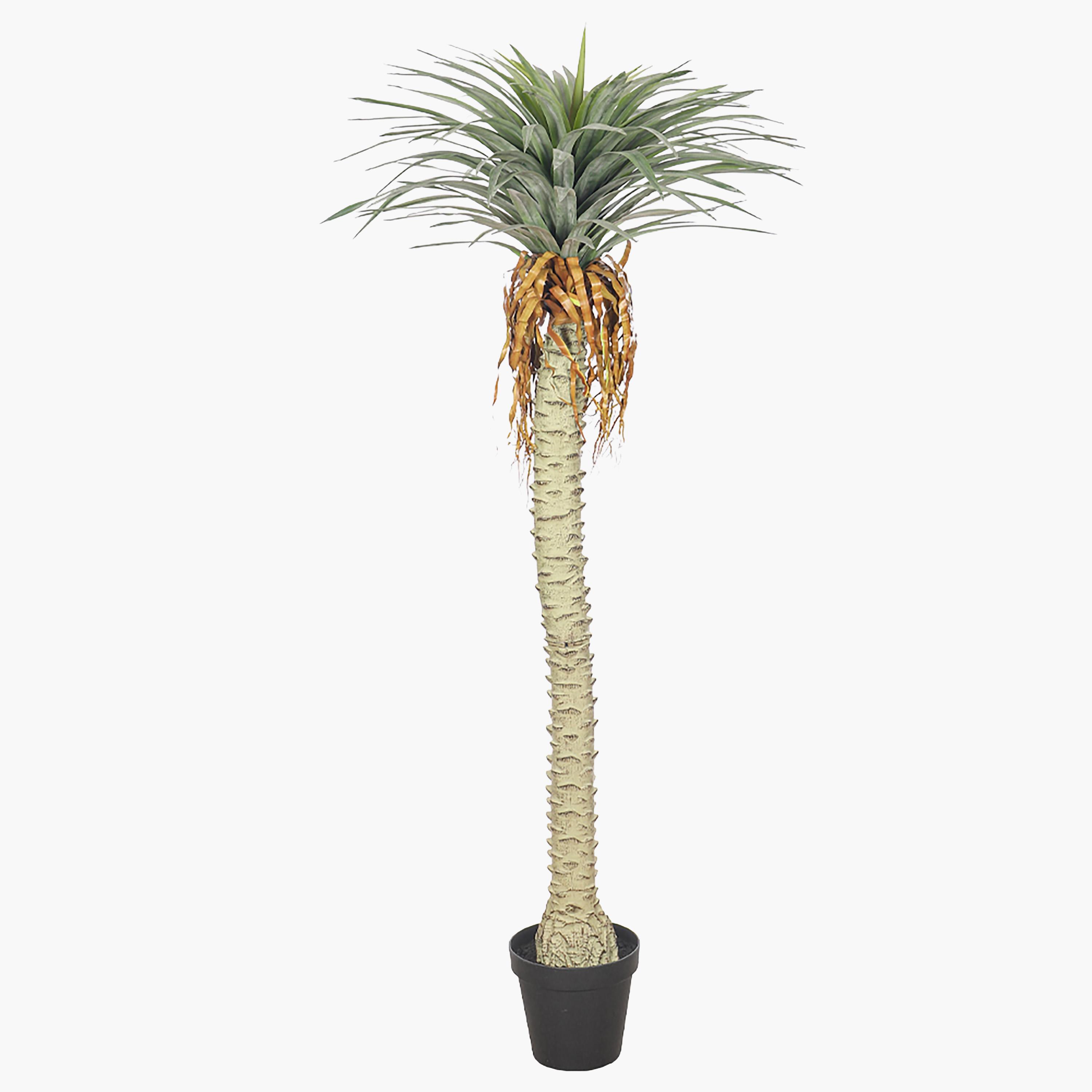 Yucca Palm Tree - 275 cm