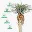 نخلة يوكا - 275 سم-InfluencerCodes_Ramadan26_All_20012026-image-3