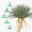 شجرة اليوكا - 275 سم-InfluencerCodes_Ramadan26_All_20012026-image-3