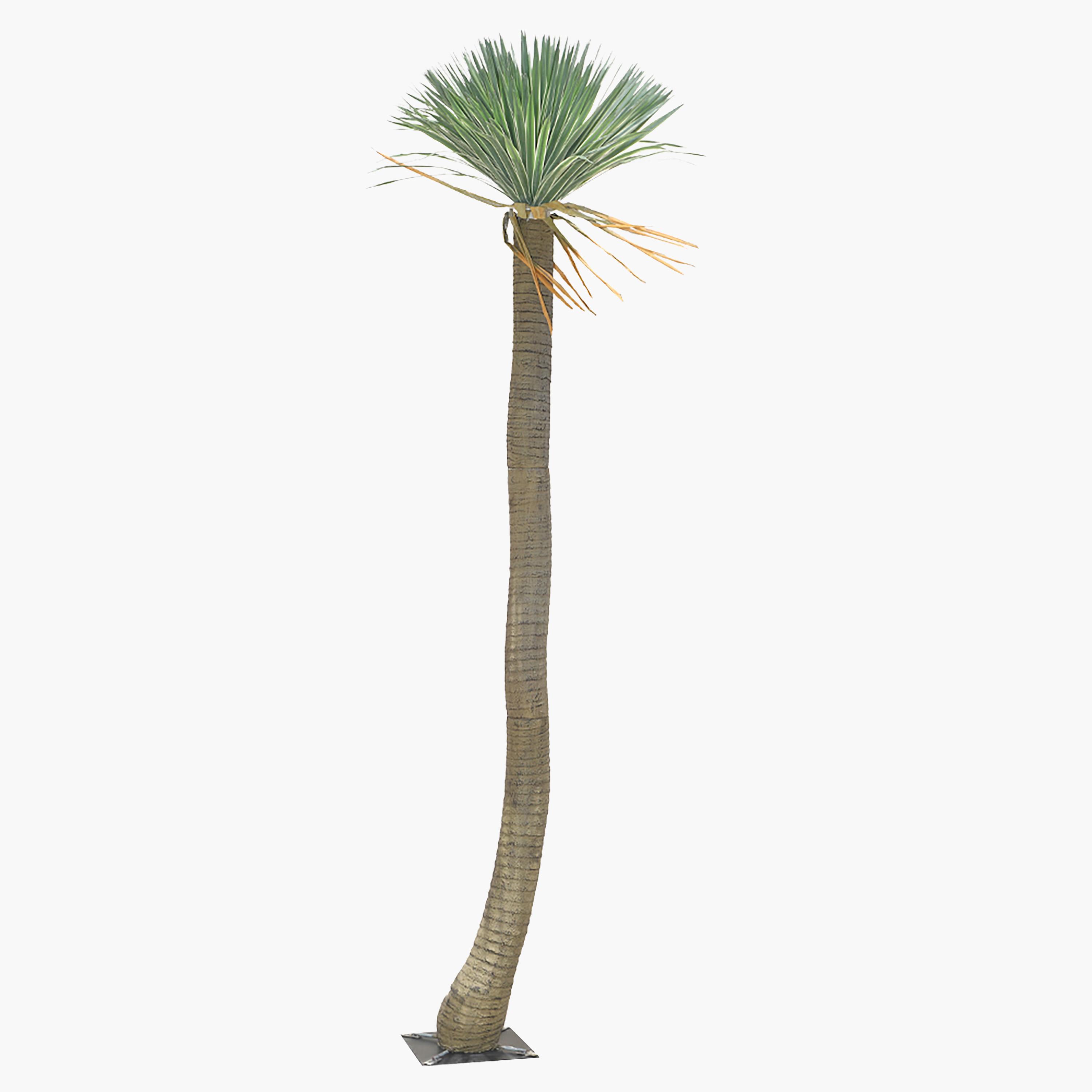 Yucca Plant - 275 cm