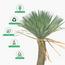 نبات اليوكا - 275 سم-InfluencerCodes_Ramadan26_All_20012026-image-3