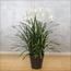 Allium Grass with Flower in Pot - 145 cm-InfluencerCodes_Ramadan26_All_20012026-image-1