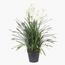 Allium Grass with Flower in Pot - 145 cm-InfluencerCodes_Ramadan26_All_20012026-image-2