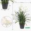 Allium Grass with Flower in Pot - 145 cm-InfluencerCodes_Ramadan26_All_20012026-image-3