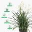 Allium Grass with Flower in Pot - 145 cm-InfluencerCodes_Ramadan26_All_20012026-image-5