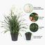 Allium Grass with Flower in Pot - 145 cm-InfluencerCodes_Ramadan26_All_20012026-image-6