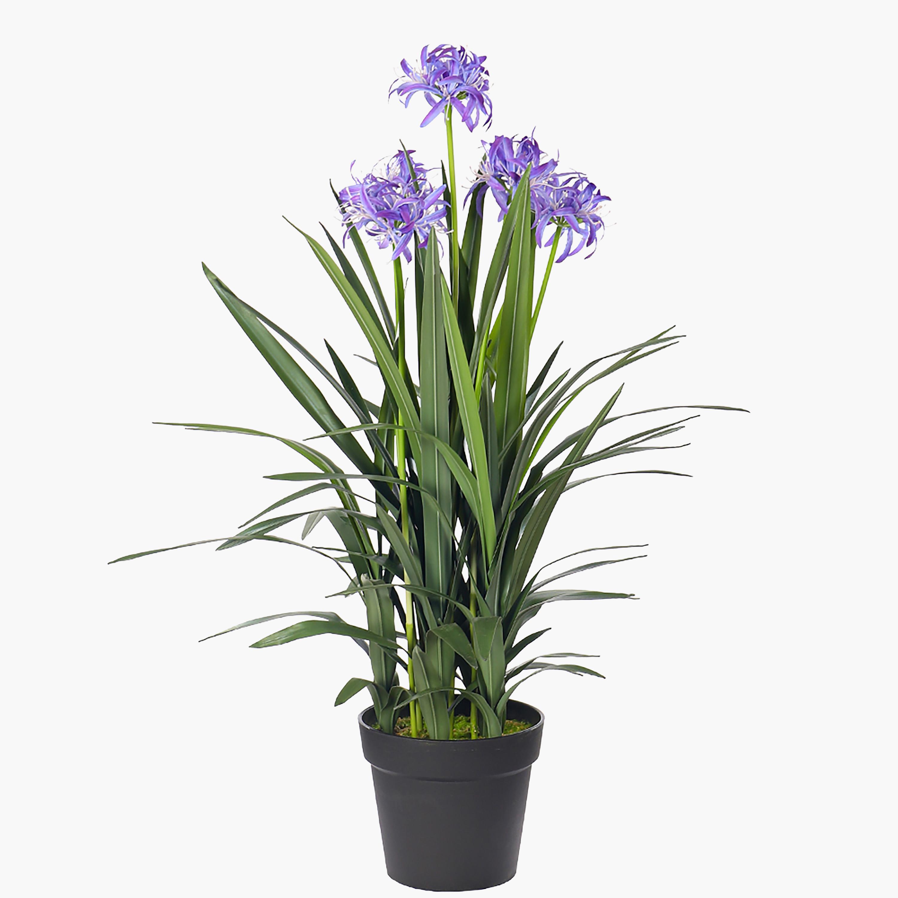 Agapanthus Plant in Pot - 88 cm
