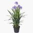 Agapanthus Plant in Pot - 88 cm-InfluencerCodes_Ramadan26_All_20012026-image-1