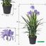 Agapanthus Plant in Pot - 88 cm-InfluencerCodes_Ramadan26_All_20012026-image-2