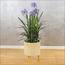 Agapanthus Plant in Pot - 88 cm-InfluencerCodes_Ramadan26_All_20012026-image-3
