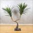 نبات يوكا صحراوي - 145 سم-InfluencerCodes_Ramadan26_All_20012026-image-6