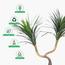 نبات يوكا صحراوي - 145 سم-InfluencerCodes_Ramadan26_All_20012026-image-2