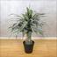 نبات صبار أجاف في وعاء - 145 سم-InfluencerCodes_Ramadan26_All_20012026-image-6