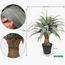 نبات صبار أجاف في وعاء - 145 سم-InfluencerCodes_Ramadan26_All_20012026-image-4